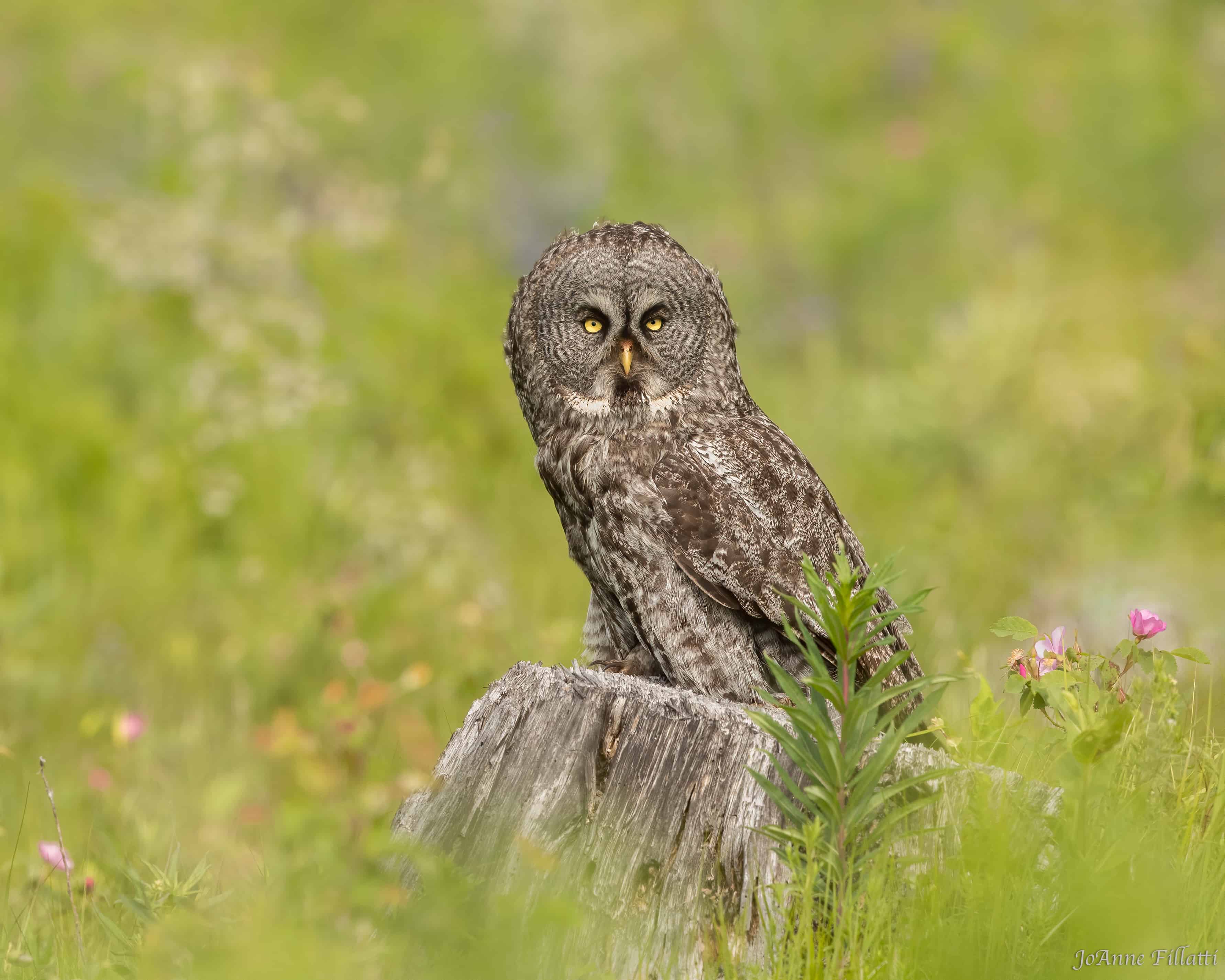 bird of british columbia image 12